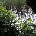 20210725 Dienstag ist Spiegeltag : Spiegelecke im Lernschwimmteich