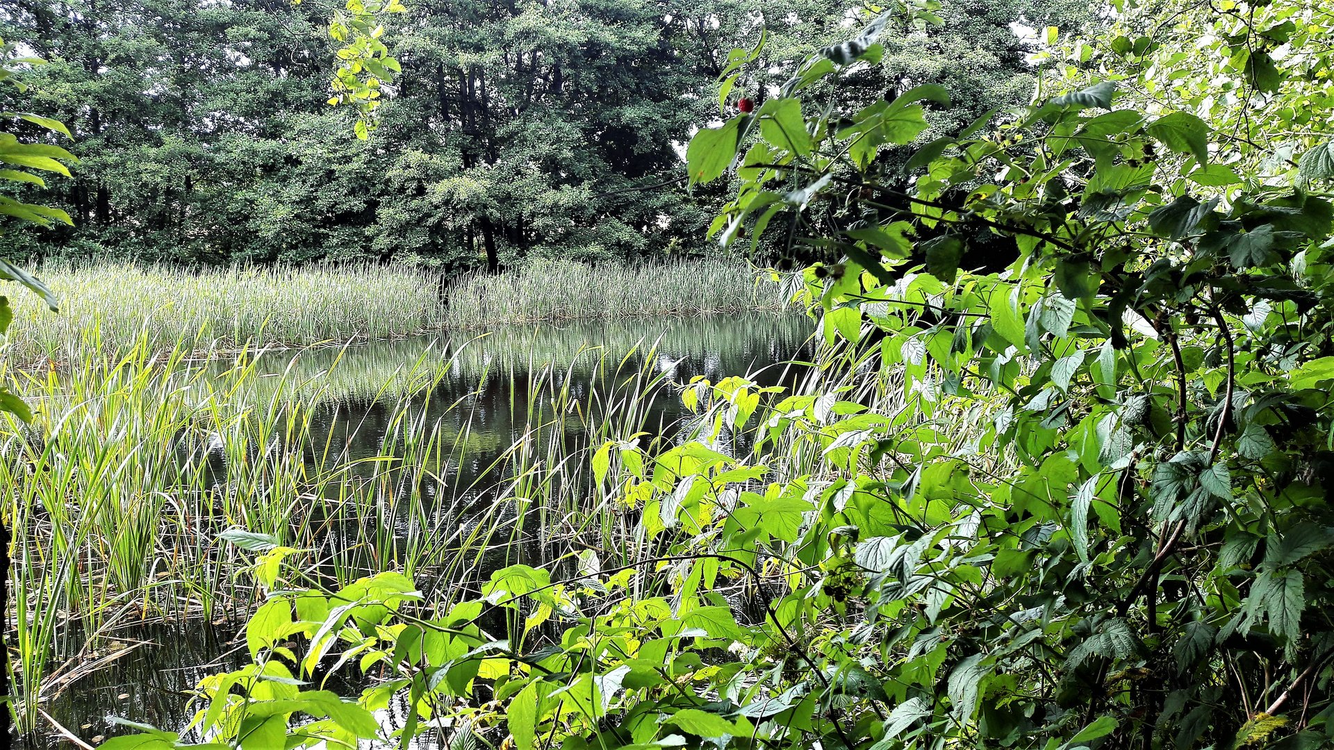 20210725  Erholung am Lernschwimmteich