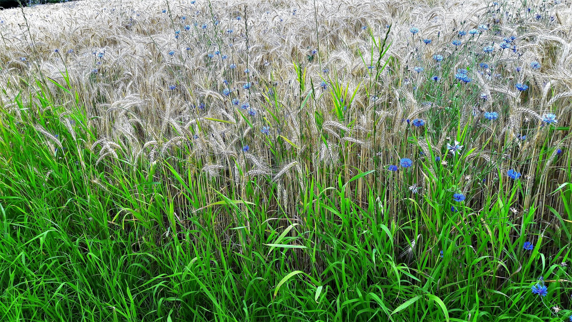 20210725 Kornblumen im Getreidefeld