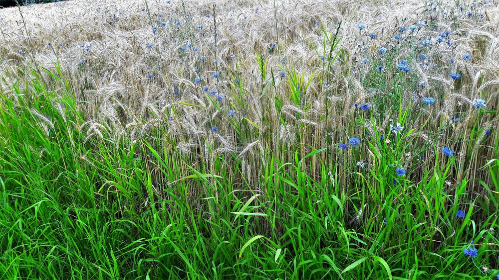 20210725 Kornblumen im Getreidefeld