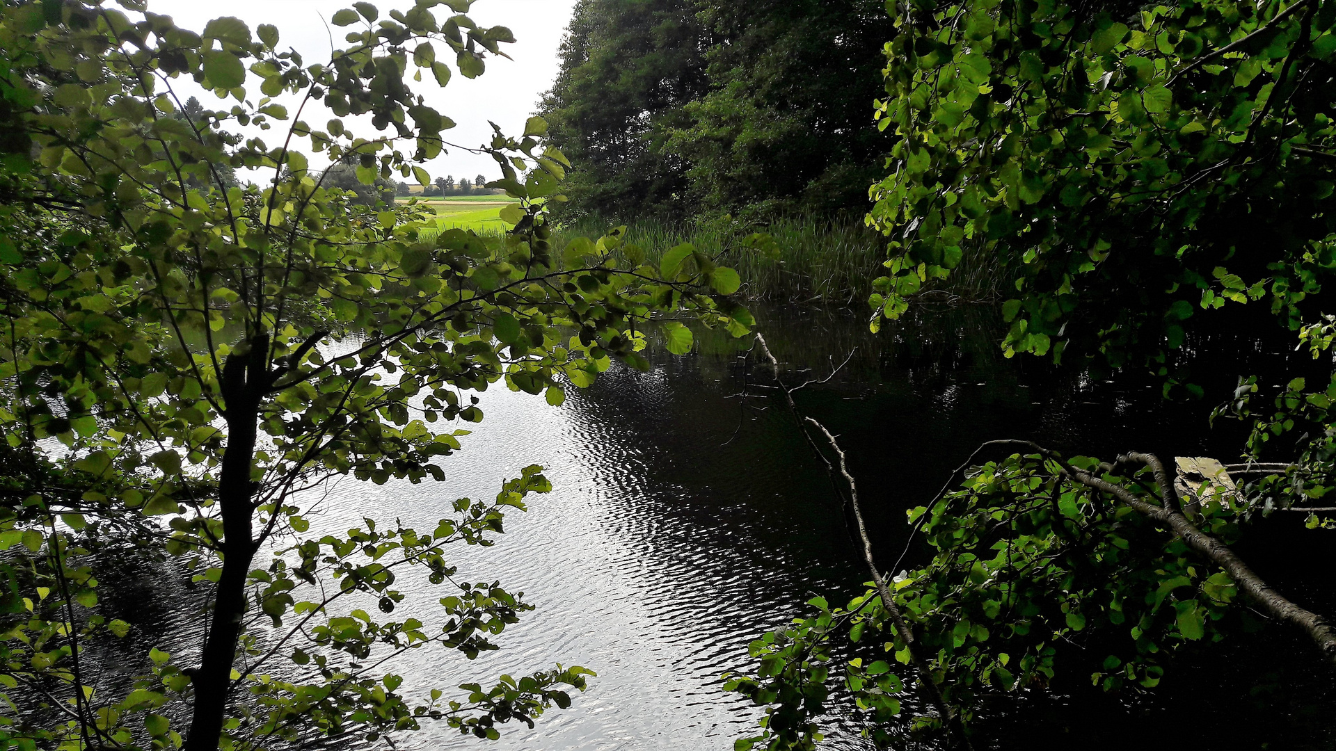 20210725 Lernschwimmteich : Unten Durchblick, oben Weitblick