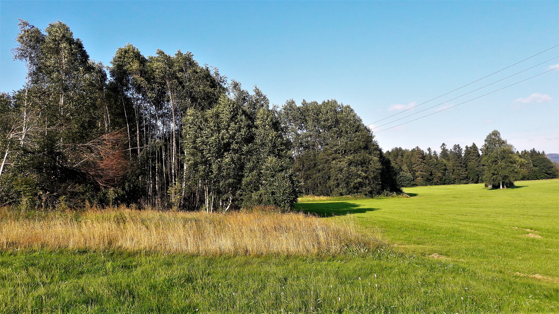 20210728 Birken und Silbergras im Wind