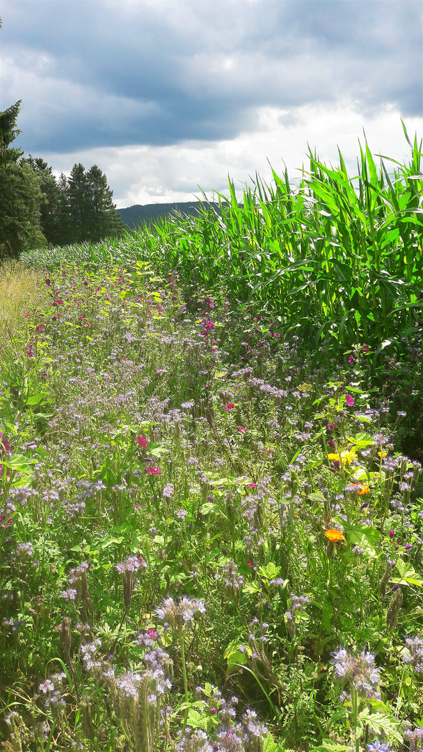 20210729 Blumen soweit das Auge reicht