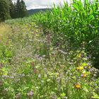 20210729 Blumen soweit das Auge reicht