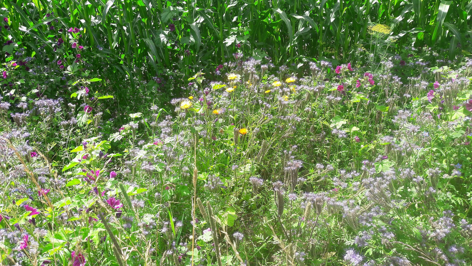 20210729 Blumenstreifen zwischen Maisfeld und Feldweg