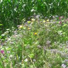 20210729 Blumenstreifen zwischen Maisfeld und Feldweg