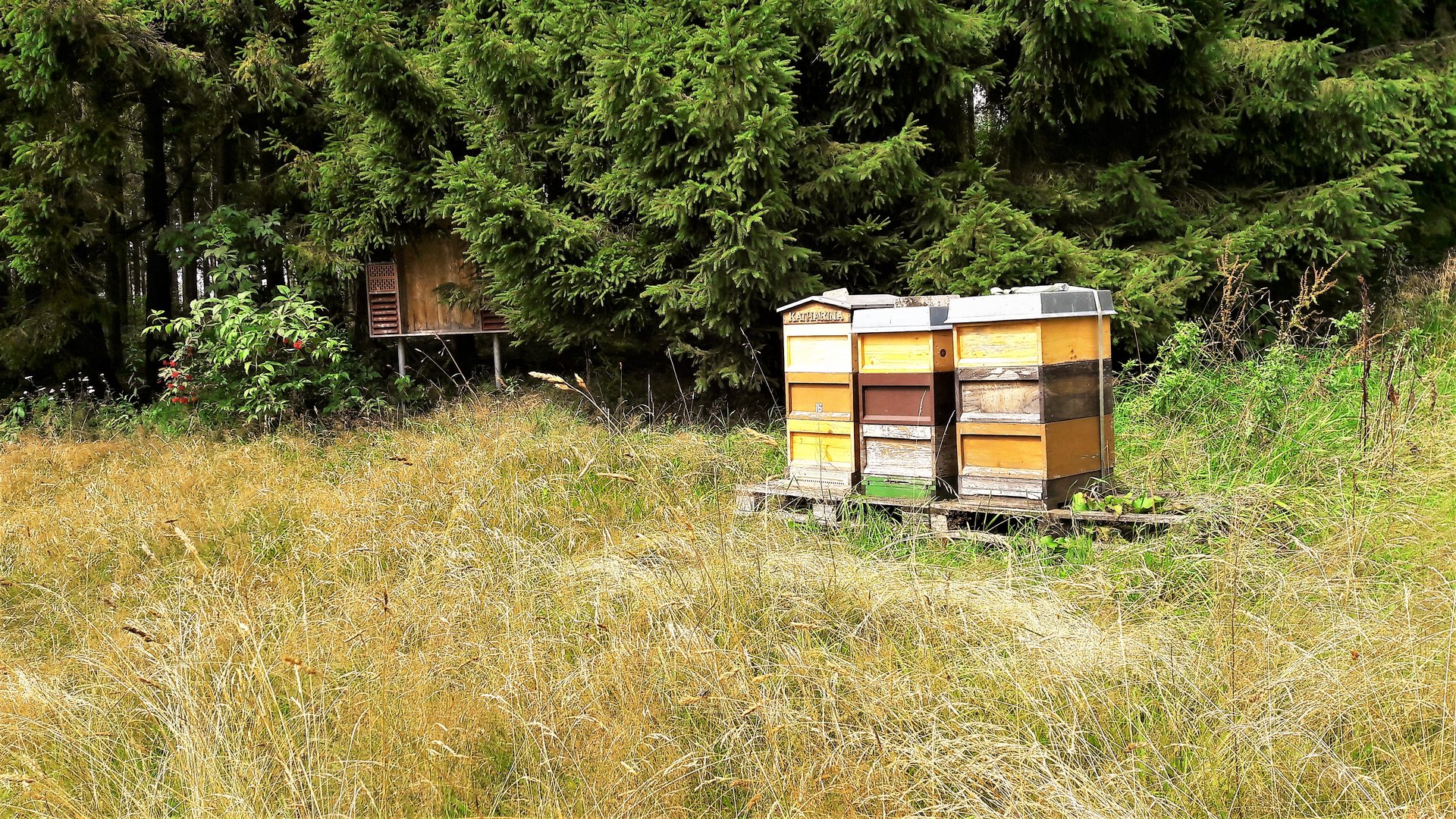 20210803 Insektenhotel und Bienenstöcke in der Lichtung