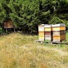 20210803 Insektenhotel und Bienenstöcke in der Lichtung