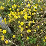 20210803 Mittochsbllümchen um den Grenzpfosten