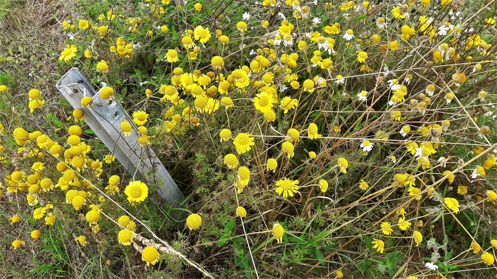 20210803 Mittochsbllümchen um den Grenzpfosten