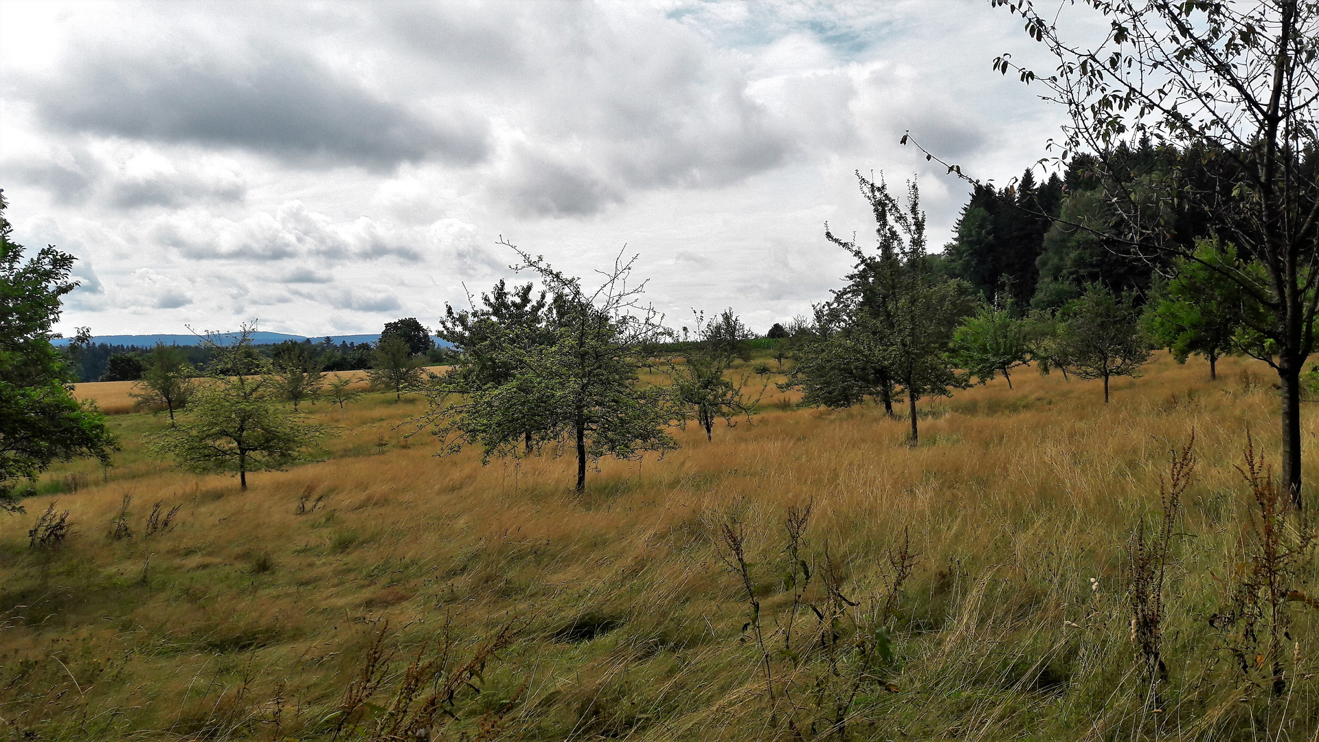 20210803 Wilde Wiesen zwischen den Obstbäumen und Wolken über Ihnen