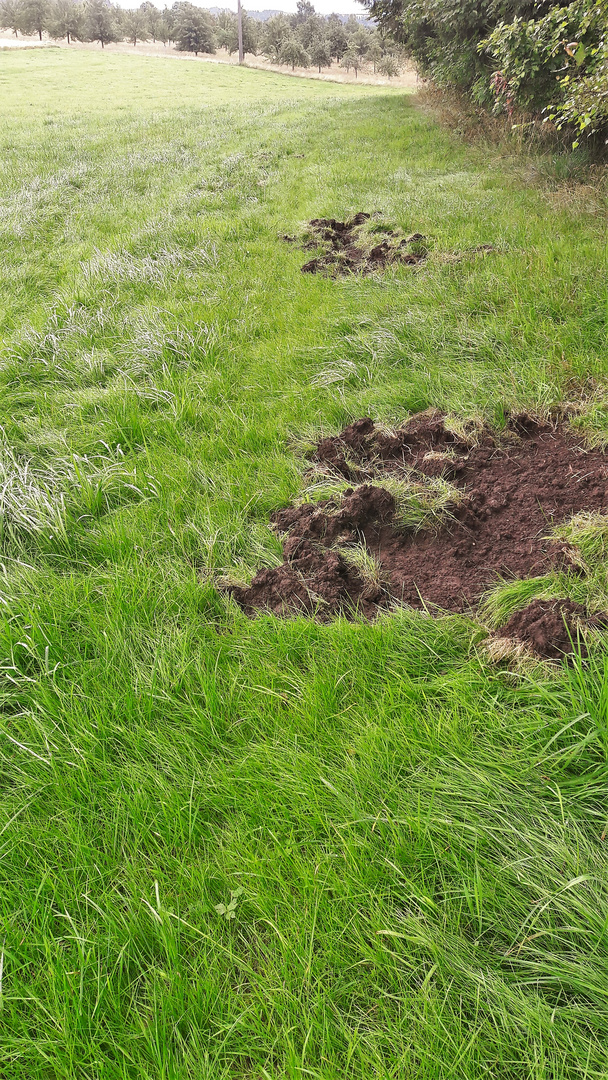 20210803 Wildschweinspuren mit Blick zur Streuobstwiese