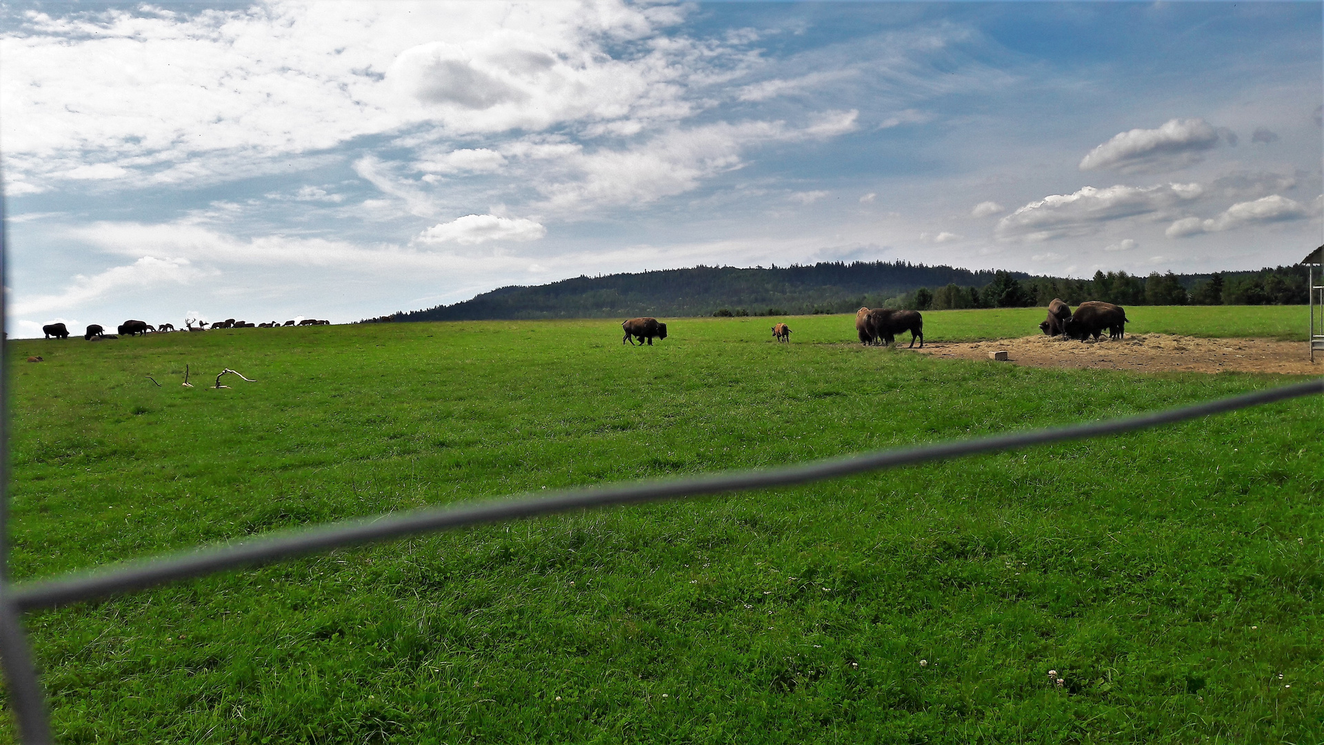 20210812 Bisonfamilien und Rotwild friedlich beim Grasen