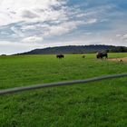 20210812 Bisonfamilien und Rotwild friedlich beim Grasen