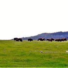 20210812 Bisonherde und Rotwild aus sicherer Entfernung  + Video wandernde Bisons