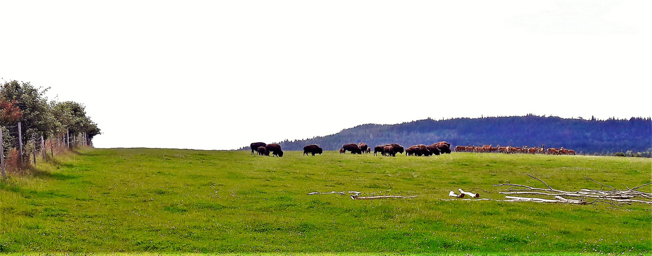 20210812 Bisonherde und Rotwild aus sicherer Entfernung  + Video wandernde Bisons