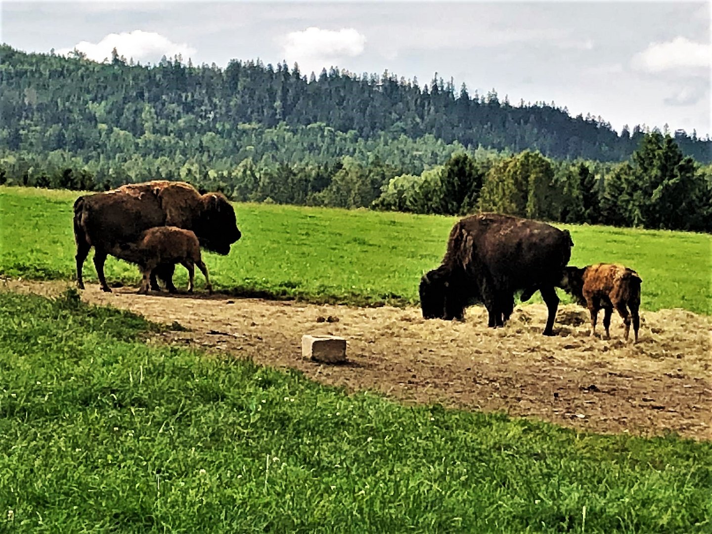 20210812 Zwei Bisonkälber an der "Tankstelle" 