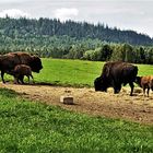 20210812 Zwei Bisonkälber an der "Tankstelle" 