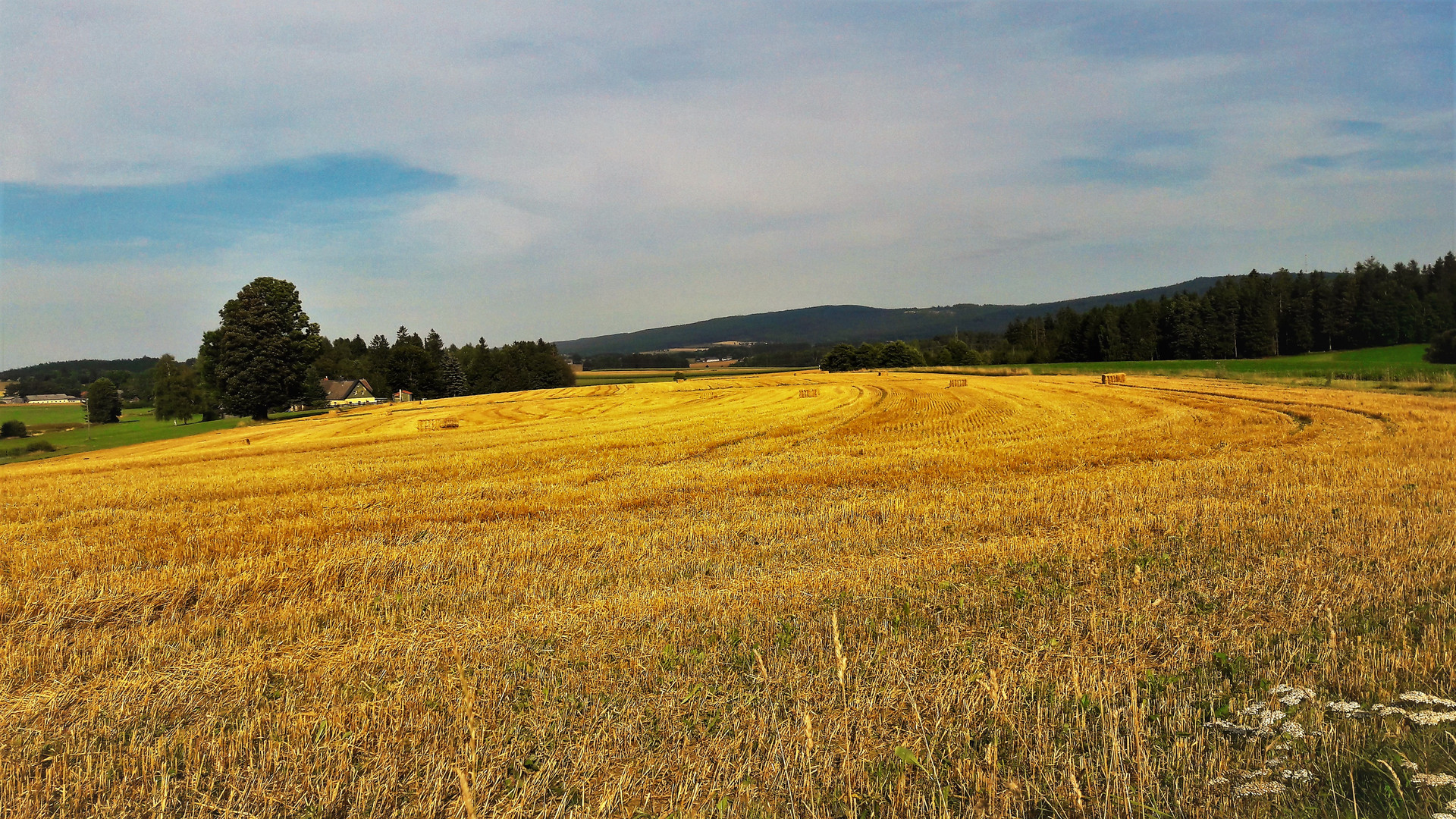 20210815 Abgeerntet  (mit Blick zum Fichtelgebirge)