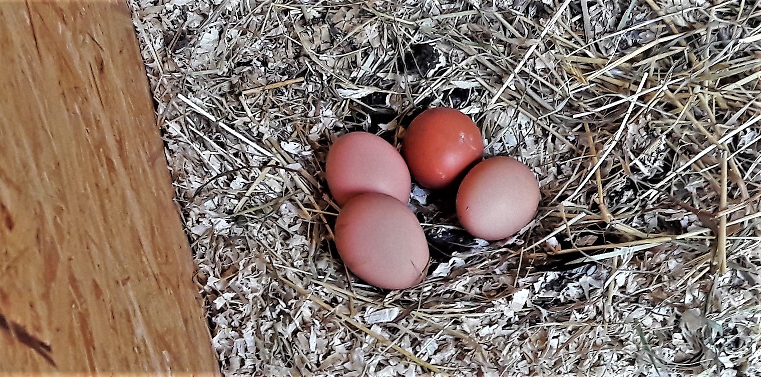 20210819_0844 Leichtes Ernten mit Rekordzahl