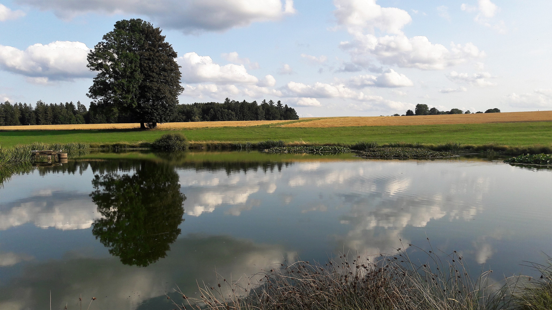 20210821 Dienstag ist Spiegeltag : Seerosenteich mit Wolkenspiegelung