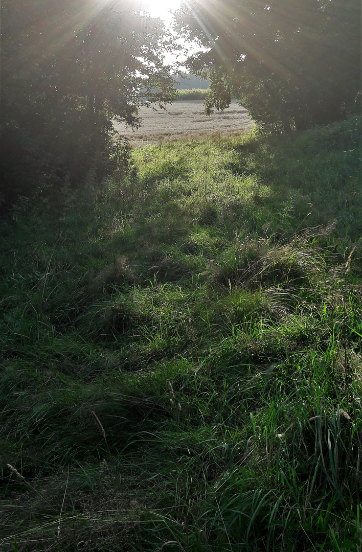 20210824 Durchblick  im Gegenlicht zu den Feldern