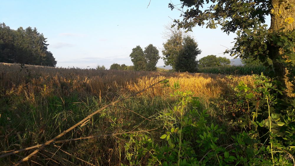 20210824 Schatten beim Abendspaziergang