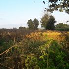 20210824 Schatten beim Abendspaziergang