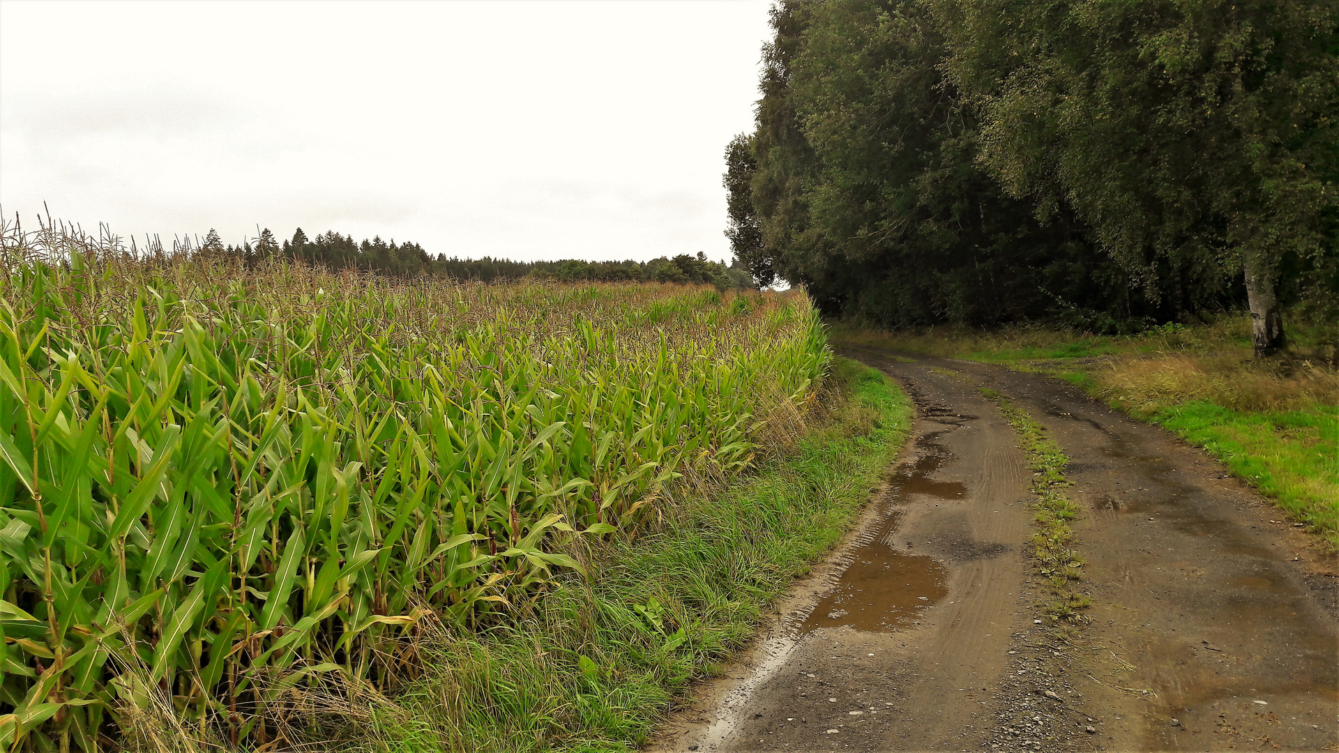 20210831 Heimwärts  (vom Dorf) auf dem Wasserscheideweg 