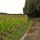 20210831 Heimwärts  (vom Dorf) auf dem Wasserscheideweg 