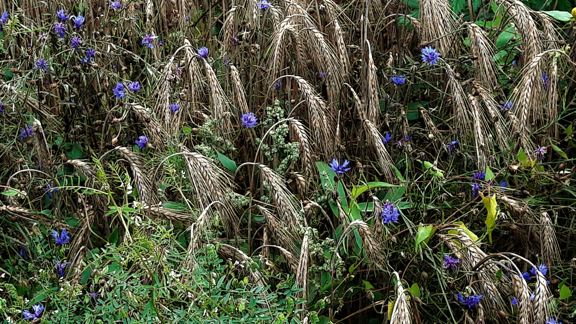 20210831 Immer noch Kornblumen Ende August