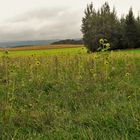 20210831 Sonnenblumen "strahlen"  auch ohne Sonne Freude aus