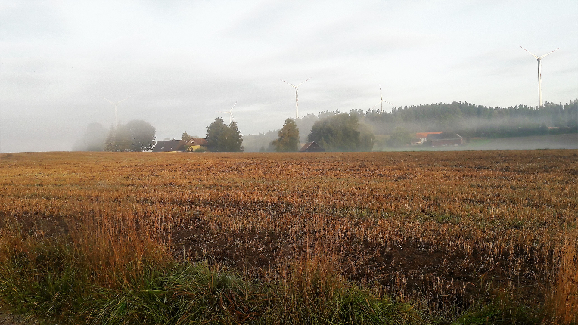 20210904  Stoppelfeld Im Morgennebel