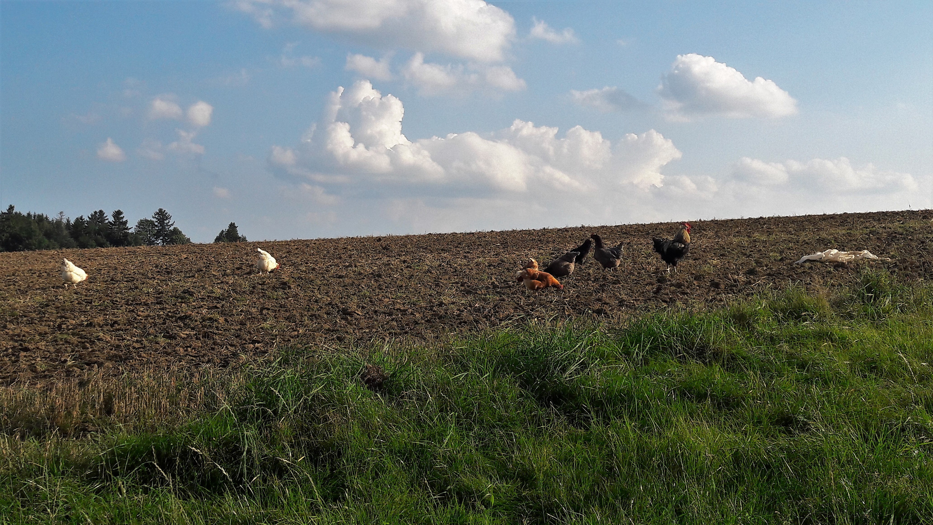 20210909 Aus Küken wurden Hennen