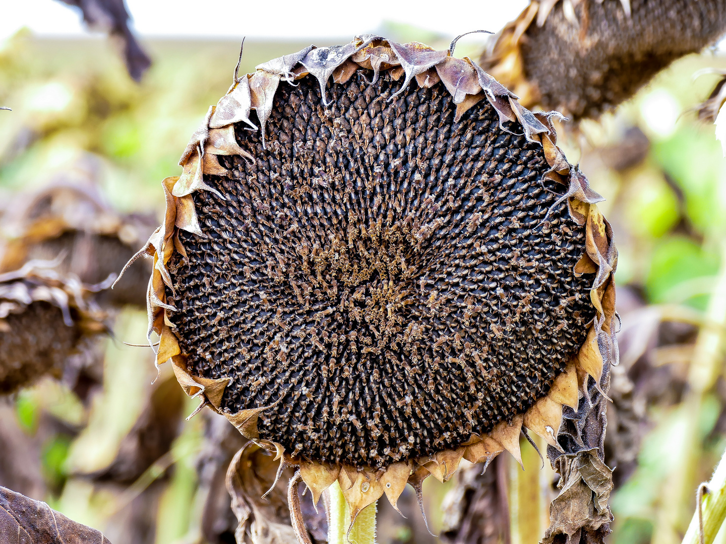 20210916-P1150821Sonnenblume