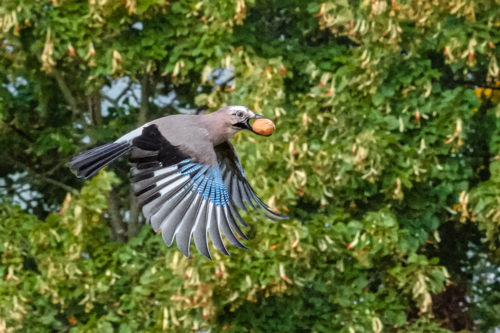 20210918-Eichelhäher-7309