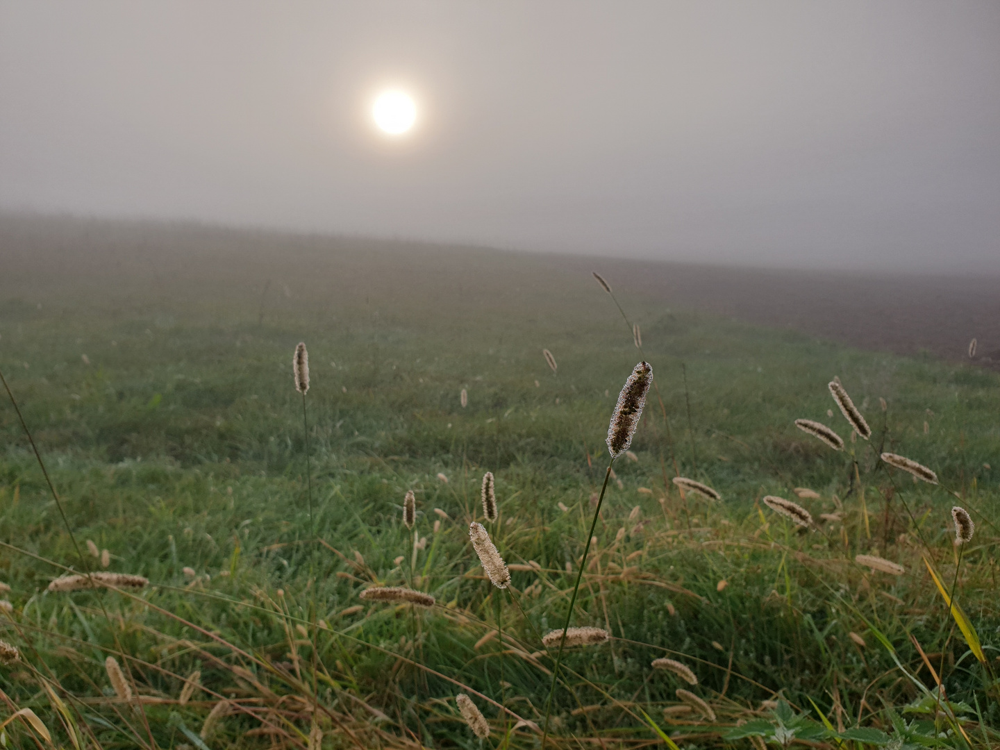 20210927_081934-Morgenstimmung Gras