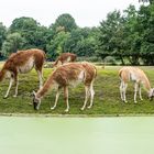 2021_09_Berlin_Tierpark_0004 Guanakos