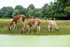 2021_09_Berlin_Tierpark_0004 Guanakos