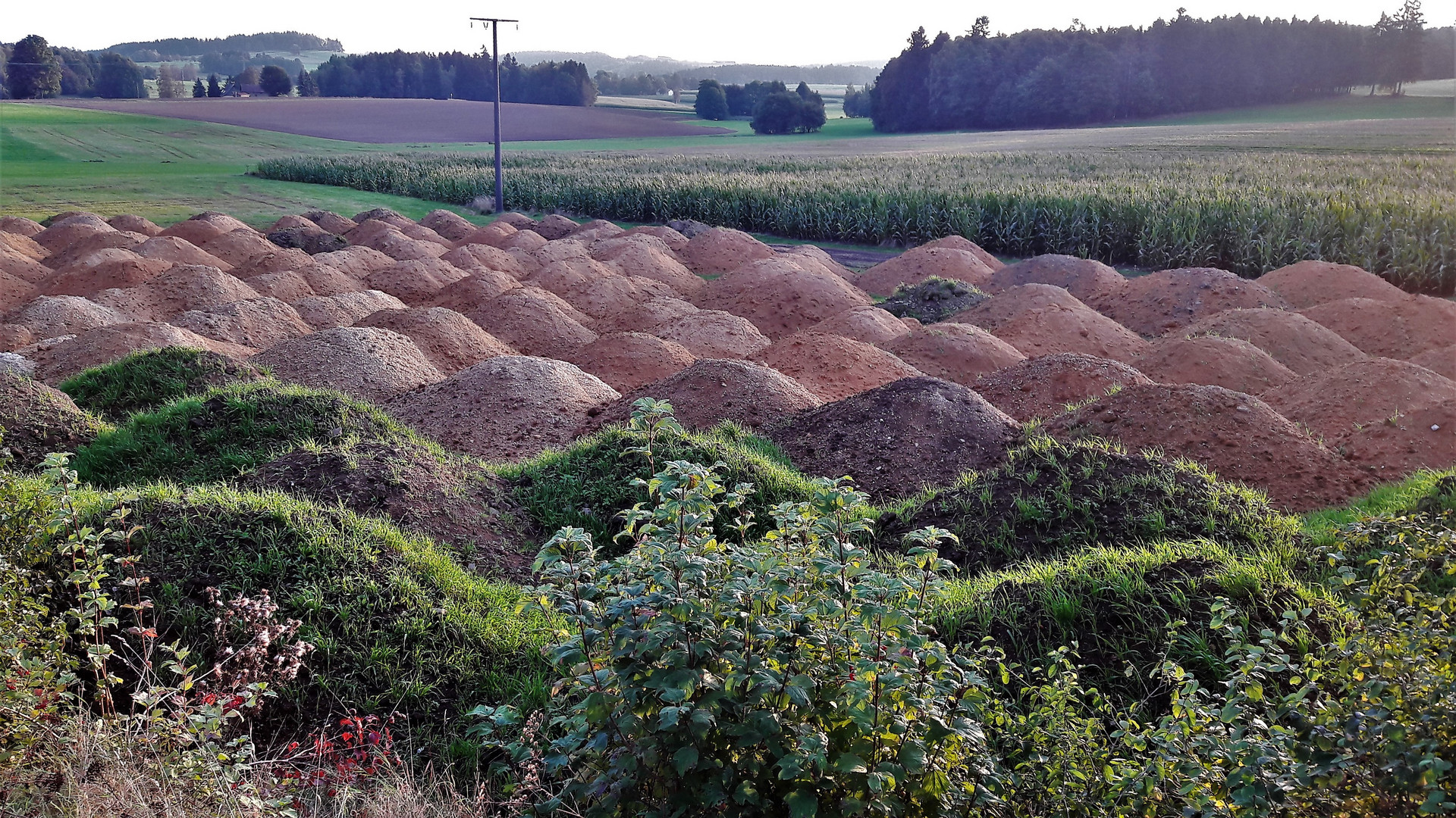 20211003 Gras wächst über Monstermaulwurfhaufen