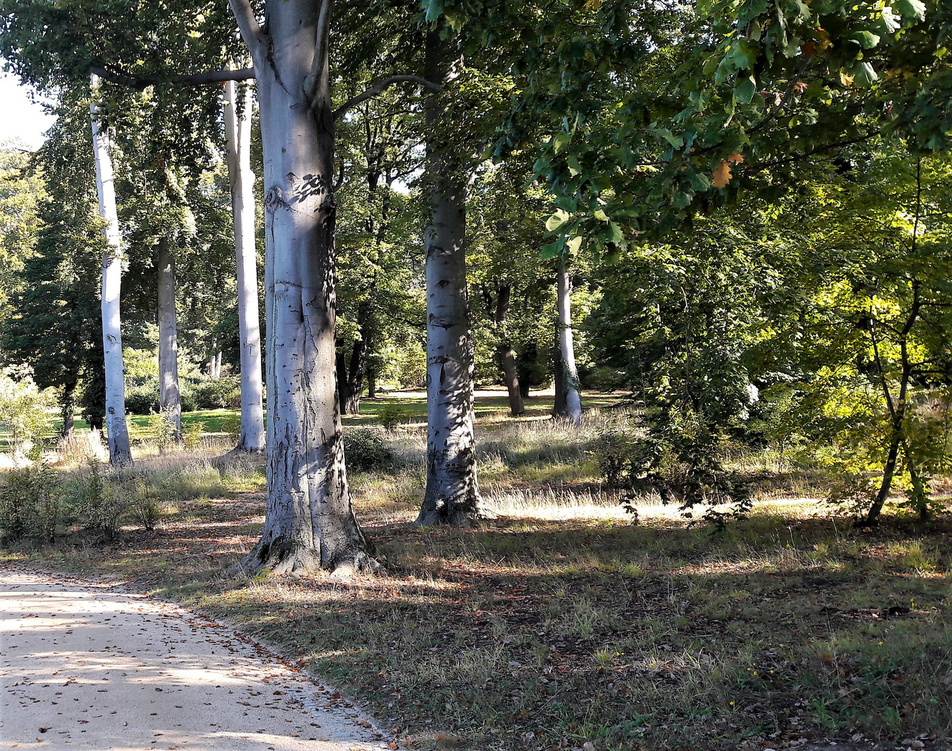 20211009 Potsdam  Schlosspark Babelsberg :  Buchen so weit das Auge reicht