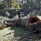 20211009  Schlosspark Babelsberg: Gefällter Baumriese