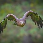 20211016-Walsrode Weltvogelpark-7656