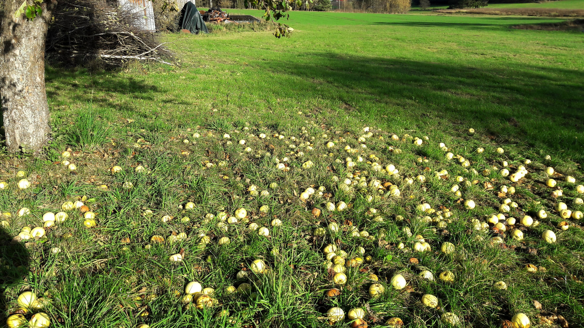 20211022 Bäumchen schüttel Dich und rüttel Dich