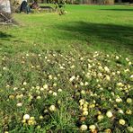 20211022 Bäumchen schüttel Dich und rüttel Dich