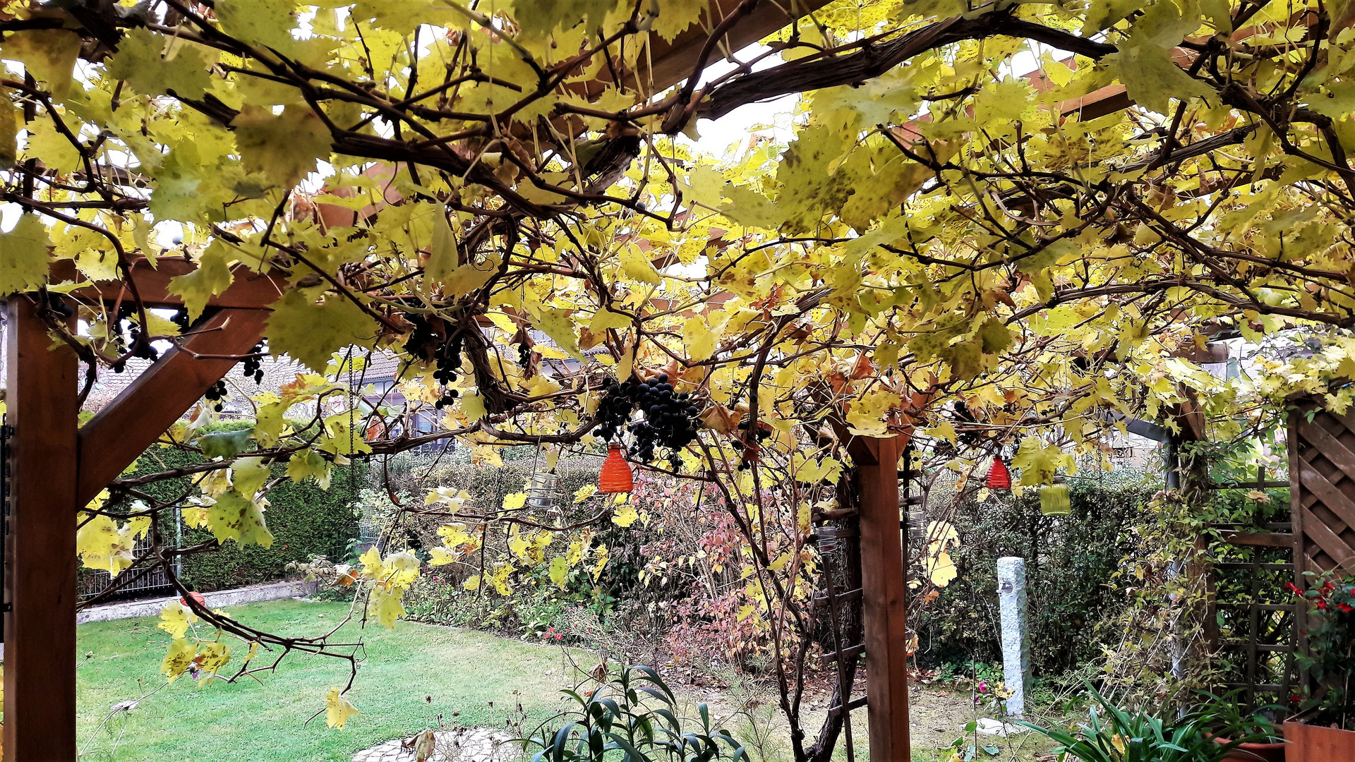 20211030 Weinlese in Dinkelsbühl