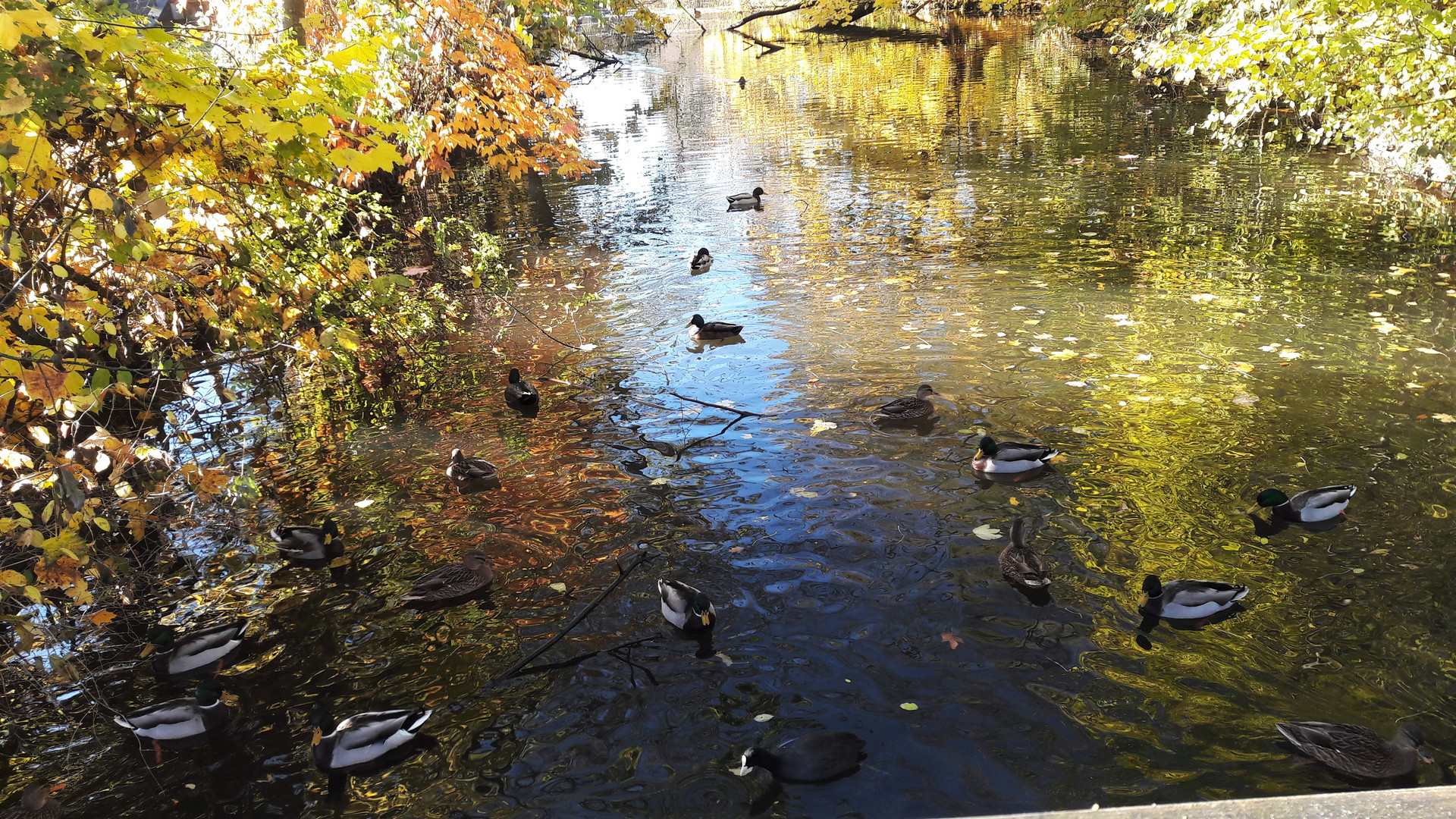 20211102 Alle meine Entlein schwimmen auf dem .....