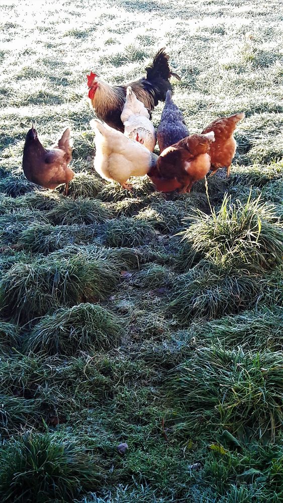 20211111 Hühner rauslassen Immer wieder eine Freude beim Picken zuzusehen Foto & Bild natur