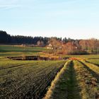 20211111 Maulwurfhaufen-Mittelstreifen mit Blick über den Seerosenteich