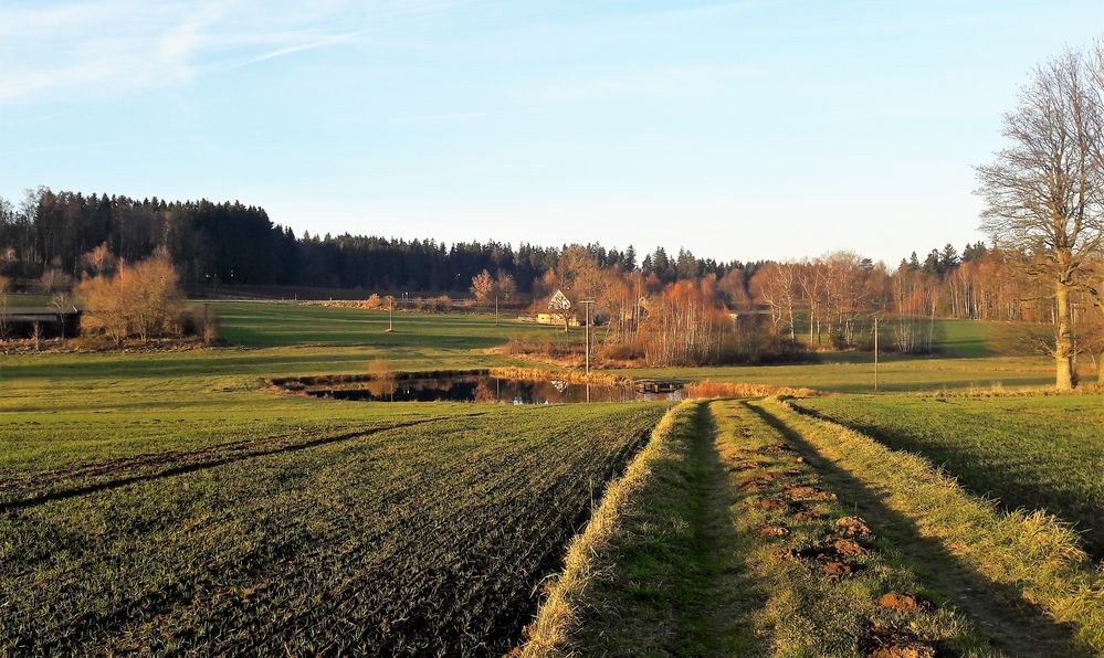 20211111 Maulwurfhaufen-Mittelstreifen mit Blick über den Seerosenteich